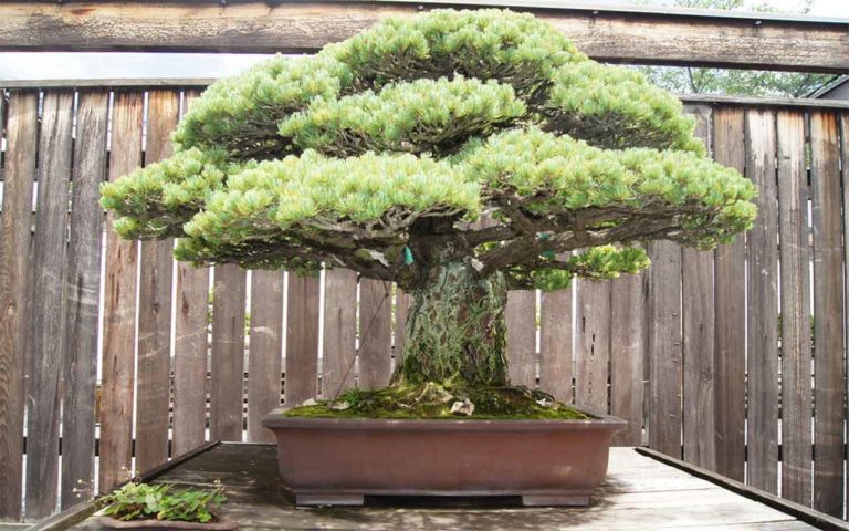 How long do bonsai trees live